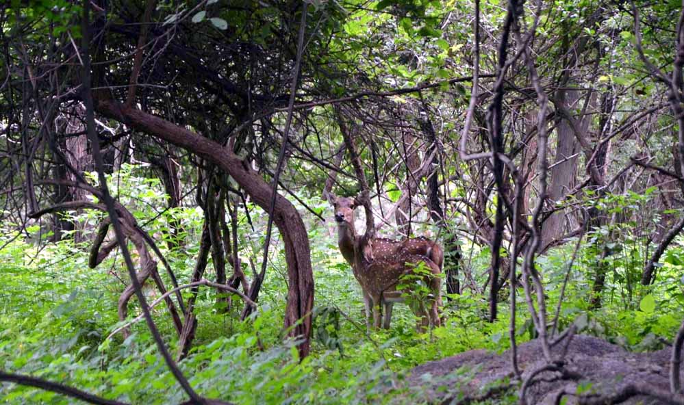 BALPAKRAM NATIONAL PARK: Where Spirits Wander and Wildlife Thrives in Meghalaya's Sacred Gorge, Garo Hills, Meghalaya